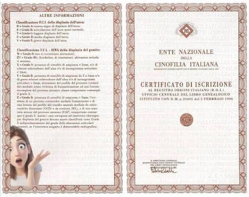CUCCIOLO DI RAZZA ? IL PEDIGREE NON E' UN OPTIONAL, E' L'ORIGINE!