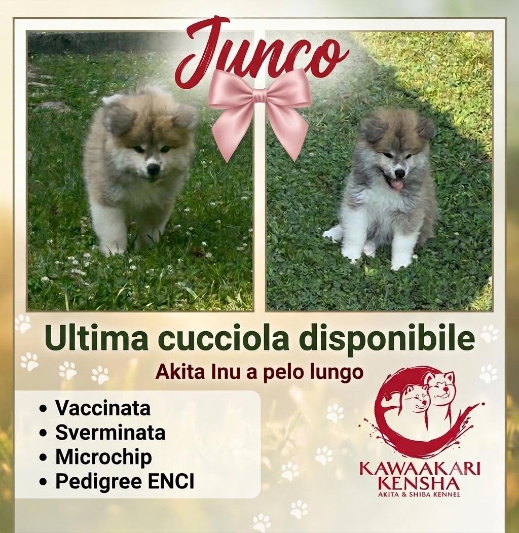 ULTIMA CUCCIOLA  DI AKITA DISPONIBILE ! ! ! 