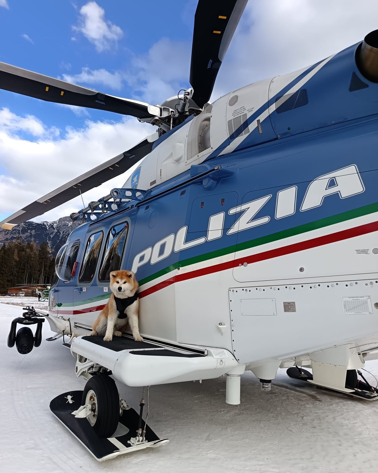KUMA GO KAWAAKARI KENSHA - Mascotte del Commissariato di Cortina D'Ampezzo