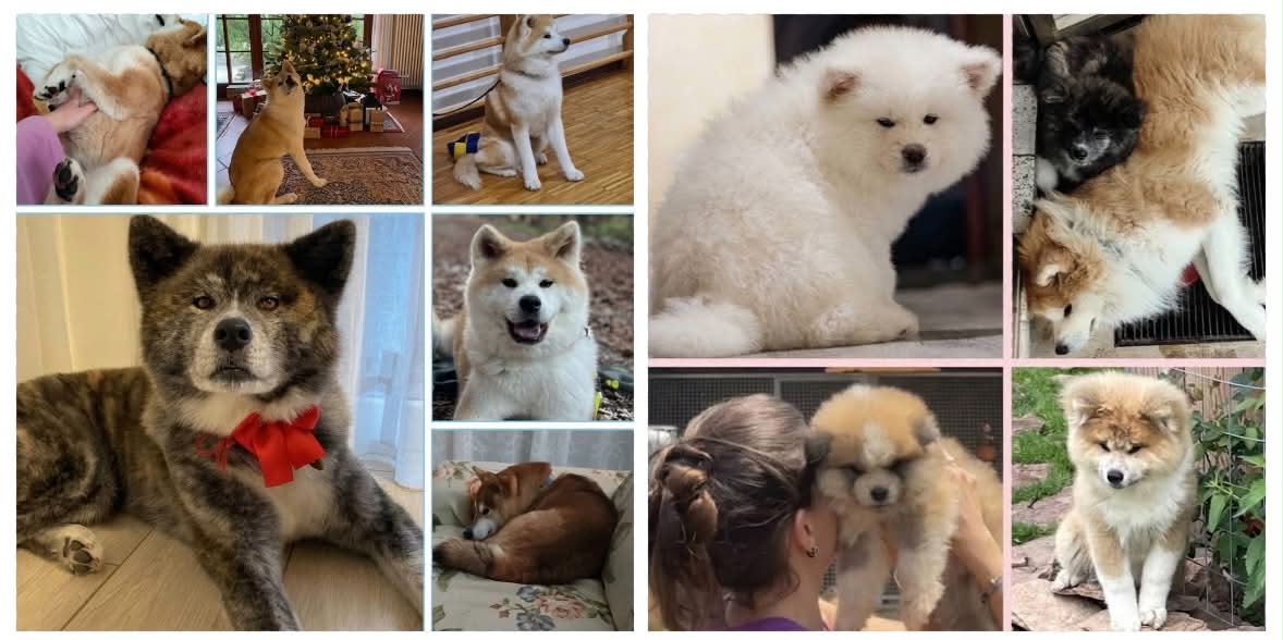 VOGLIO UN CANE DI RAZZA, MA NON MI INTERESSANO LE MOSTRE: COME SPENDERE MENO SENZA  RINUNCIARE ALLE GARANZIE?